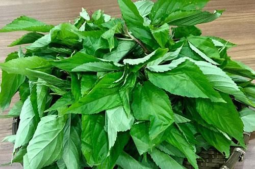 4 loại rau rẻ tiền càng ăn càng sống lâu, cả đời không lo ốm đau, bệnh tật