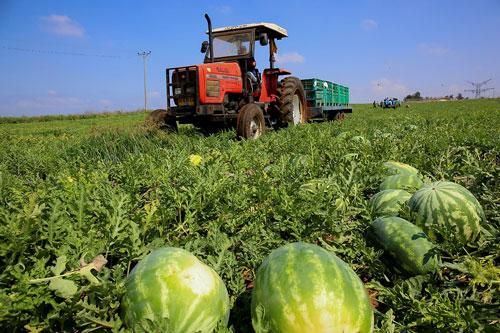 Israel sản xuất nhiên liệu từ dưa hấu