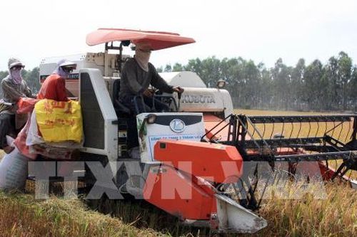 Sớm tận dụng ưu đãi hạn ngạch thuế quan khi xuất khẩu gạo sang EU