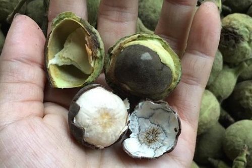 Quả rừng Sơn La hoang dại thơm, ngọt, béo, bùi giống phô mai tươi