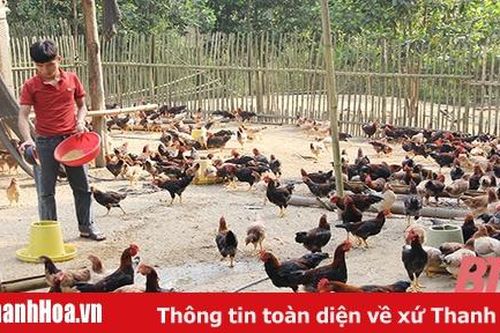 Hiệu quả mô hình liên kết chăn nuôi gà an toàn sinh học tại xã Tân Thành