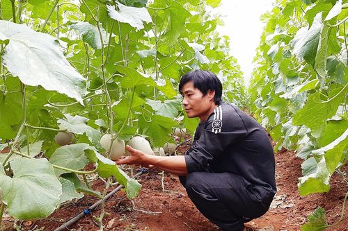 Đẩy mạnh ứng dụng công nghệ cao trong sản xuất nông nghiệp