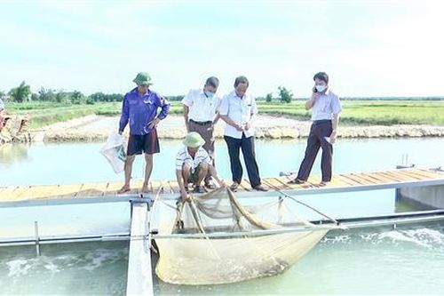 Triển khai mô hình nuôi cá 'sông trong ao' đầu tiên ở Quảng Trị