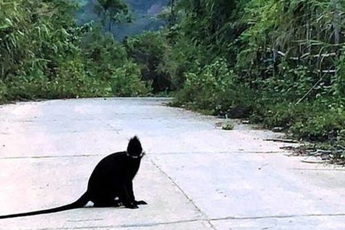 Đàn Voọc gáy trắng cắn trọng thương 3 người, xã đề xuất 'bắn súng chỉ thiên' để đẩy đuổi