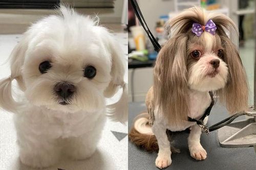 Chất phát ngất với hội 'fashionista' trong thế giới thú cưng: Sành điệu miễn bàn!