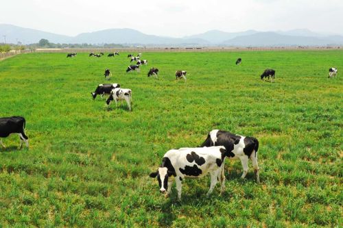 Vinamilk rót thêm gần 1.000 tỷ vào công ty con ở Lào