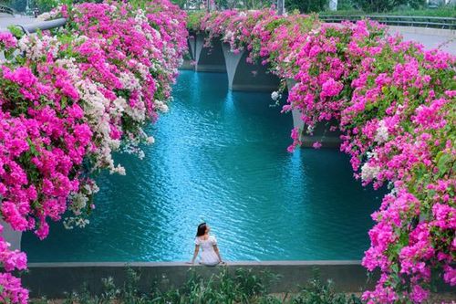 'Cực phẩm' cầu hoa giấy đẹp như tiên cảnh ở Ecopark