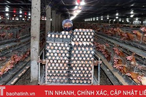 Nuôi gà siêu đẻ trứng, hợp tác xã ở Hà Tĩnh lãi gần 2 triệu đồng/ngày