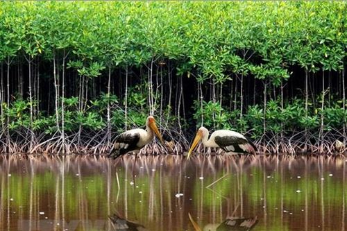 Đất ngập nước chống biến đổi khí hậu: Tấm lá chắn bảo vệ bờ biển