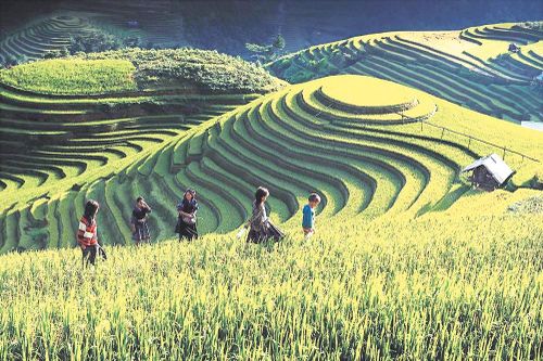 Mù Cang Chải (Yên Bái): Du lịch xanh gắn với bảo tồn bản sắc văn hóa