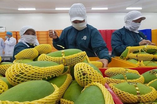Xuất khẩu trái cây sang Mỹ vướng do thiếu kiểm dịch viên