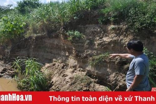 Xã Vĩnh Yên (huyện Vĩnh Lộc): Bờ sông sạt lở, ảnh hưởng đất canh tác