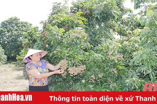 Thị xã Bỉm Sơn phát triển các mô hình sản xuất nông nghiệp quy mô lớn