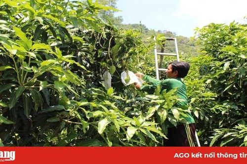 Nông dân Tri Tôn thi đua sản xuất - kinh doanh giỏi