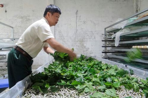 Giải pháp trồng dâu, nuôi tằm năng suất cao ở Đam B'ri