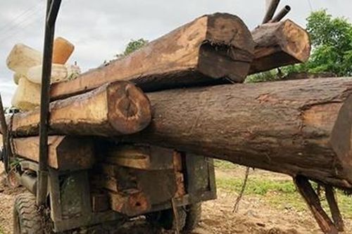 Phát hiện hàng chục cây gỗ bị cưa hạ trái phép tại rừng phòng hộ