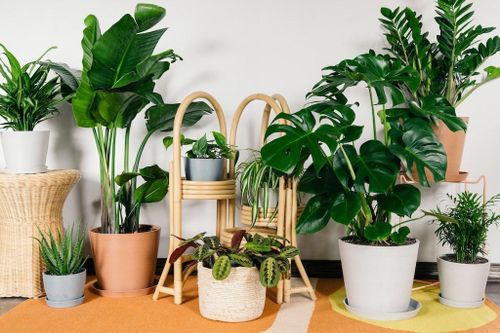 9 loại cây cảnh giúp giải độc không khí trong nhà bạn