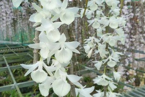 Băng lừa đảo bán hoa lan đột biến gen sa lưới