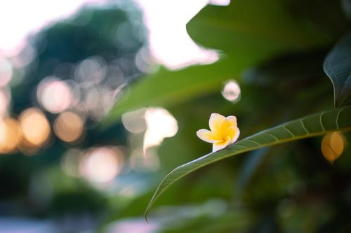 Nhặt bình yên trong khu vườn năm tháng