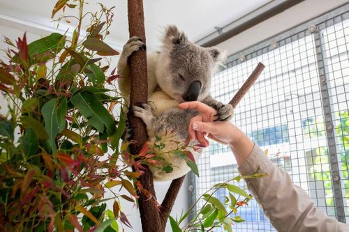 Koala có thể giúp con người chống lại căn bệnh tình dục phổ biến nhất