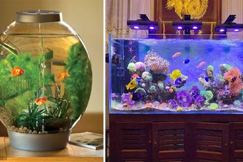 Lợi ích không ngờ khi nuôi cá cảnh trong nhà