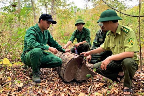 Truy tố 13 đối tượng vào Khu bảo tồn Ea Sô khai thác trái phép gỗ quý hiếm