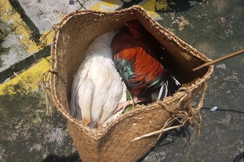 Phá trường gà ở quận Bình Tân, tạm giữ 39 đối tượng