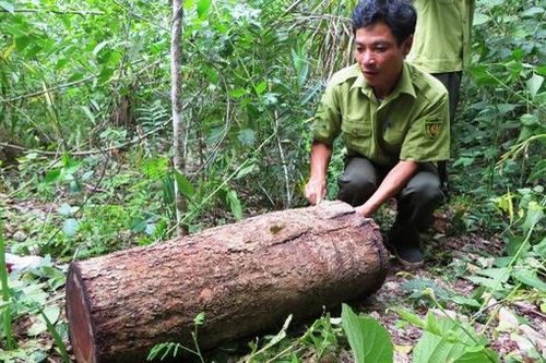 Truy tố các bị can khai thác gỗ trái phép tại Khu bảo tồn thiên nhiên Ea Sô