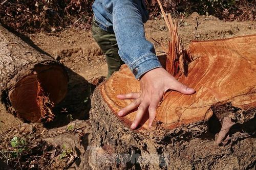 Truy tố 13 bị can khai thác trái phép gỗ giáng hương