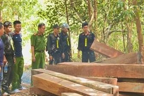 13 thanh niên dính vòng lao lý vì vào khu bảo tồn khai thác gỗ Giáng Hương