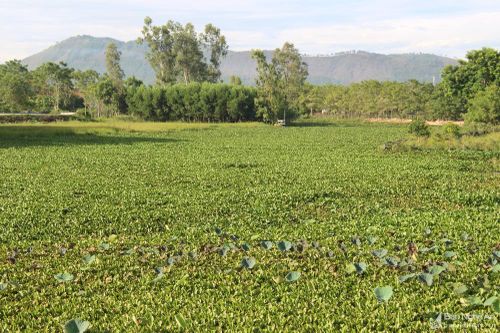 Vất vả 'giải cứu' kênh mương ở Yên Thành 'nghẹt thở' vì bèo tây