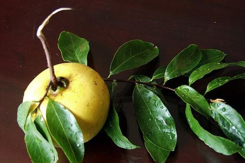 Quả thị trong truyện cổ tích nay bỗng được bán với giá 'chát' ở đất Hà thành