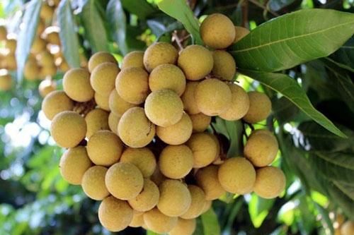 Quả nhãn Việt tìm cách xuất ngoại thời COVID-19