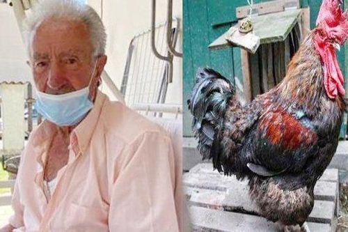Bị phạt tiền vì để gà của mình gáy vào sáng sớm