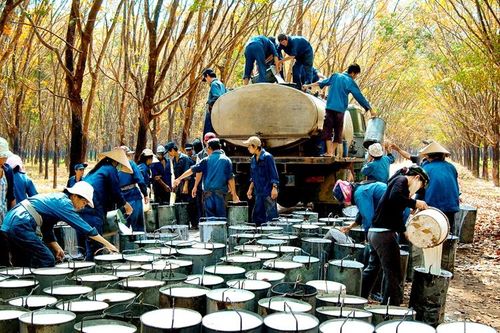 Việt Nam là thị trường cung cấp cao su lớn thứ 2 cho Trung Quốc