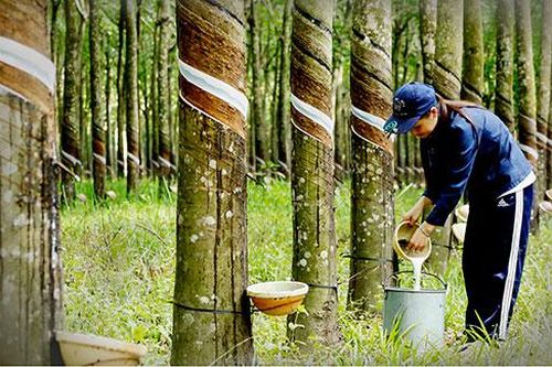 Vị giám đốc và dòng nhựa cao su đầu tiên