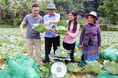 Hiệu quả liên kết sản xuất, tiêu thụ nông sản