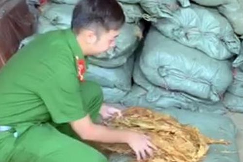 Xe tải vận chuyển hơn 1300 kg lá thuốc lá lậu