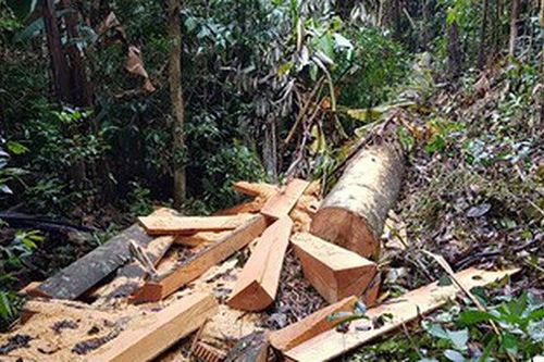Đắk Lắk: 13 đối tượng vào rừng đốn gỗ Hương, bán lấy tiền tiêu xài