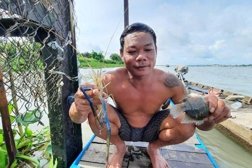 Dị nhân tay không bắt cá trên sông Vàm Nao