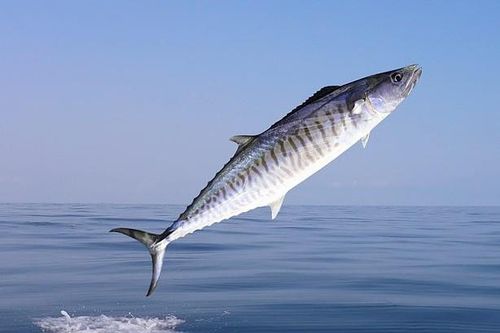 Cá thu 18 kg nhảy lên thuyền, lao trúng ngực người gây tử vong