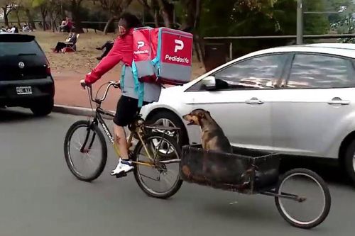 Chàng trai đi giao hàng cùng chú chó cưng ở Argentina