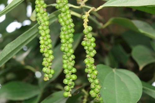 Giá tiêu tuần này 10/8 - 16/8: Tăng đều 1.000 đồng/kg