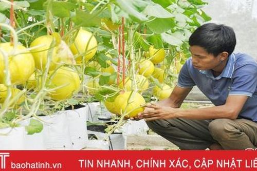 Công nghệ nhà màng 'trỗi dậy' trong sản xuất nông nghiệp sạch ở Thạch Hà