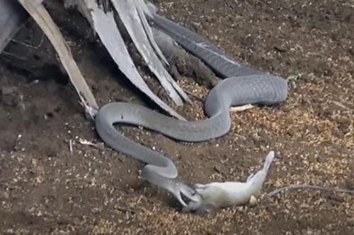 CLIP: Rắn Mamba đen nuốt chửng con mồi trong tích tắc