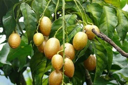 Bài thuốc chữa 'bách bệnh' từ quả quất hồng bì