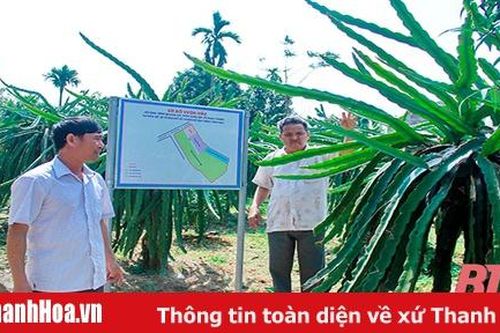 Hiệu quả kinh tế từ mô hình vườn mẫu