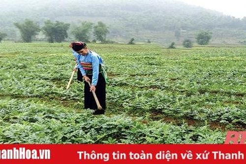 Huyện Ngọc Lặc phát triển nông nghiệp gắn với xây dựng nông thôn mới