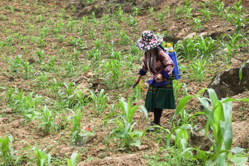 Lạm dụng thuốc bảo vệ thực vật: Lợi bất cập hại
