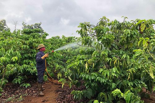 Gia Lai: Chủ động phòng trừ sâu bệnh cho cây trồng mùa mưa